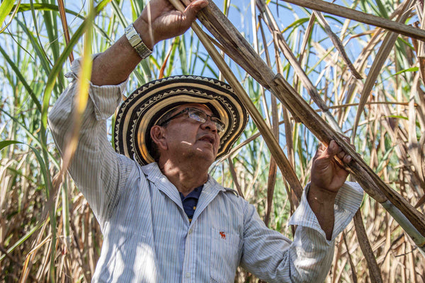 Comment produit-on du rhum ?